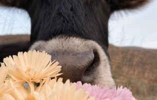 cow and flowers